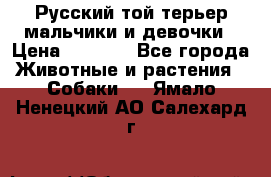 Русский той-терьер мальчики и девочки › Цена ­ 8 000 - Все города Животные и растения » Собаки   . Ямало-Ненецкий АО,Салехард г.